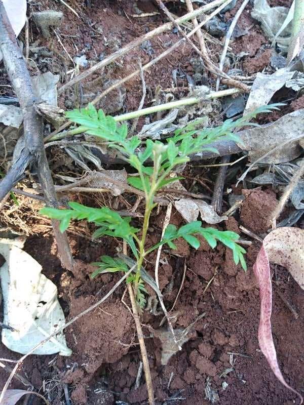 tree image