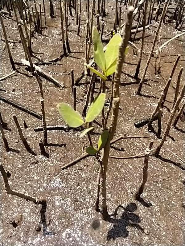 tree image