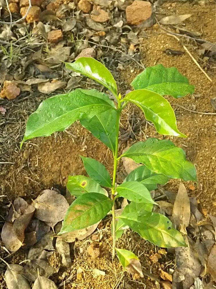 tree image