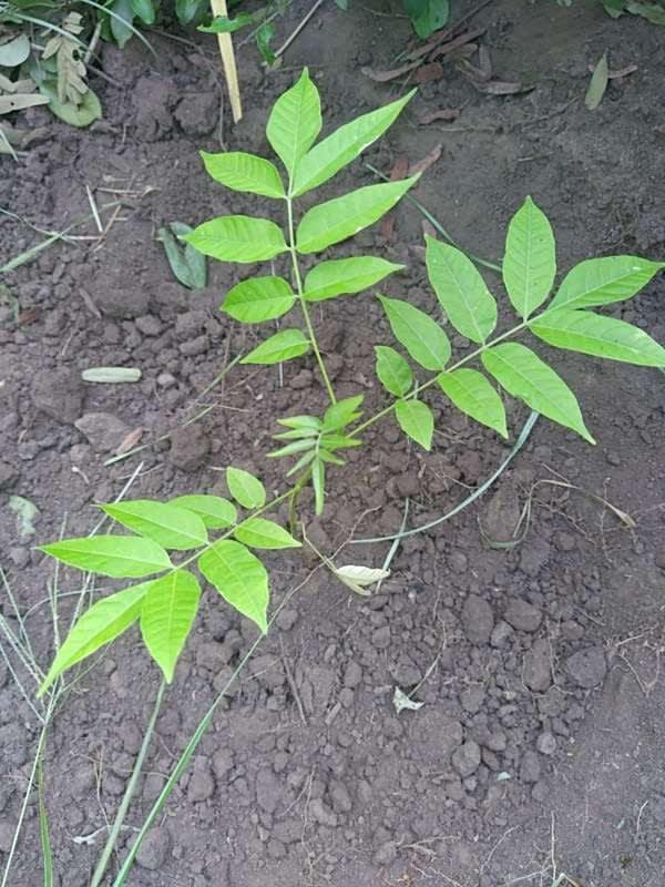 tree image