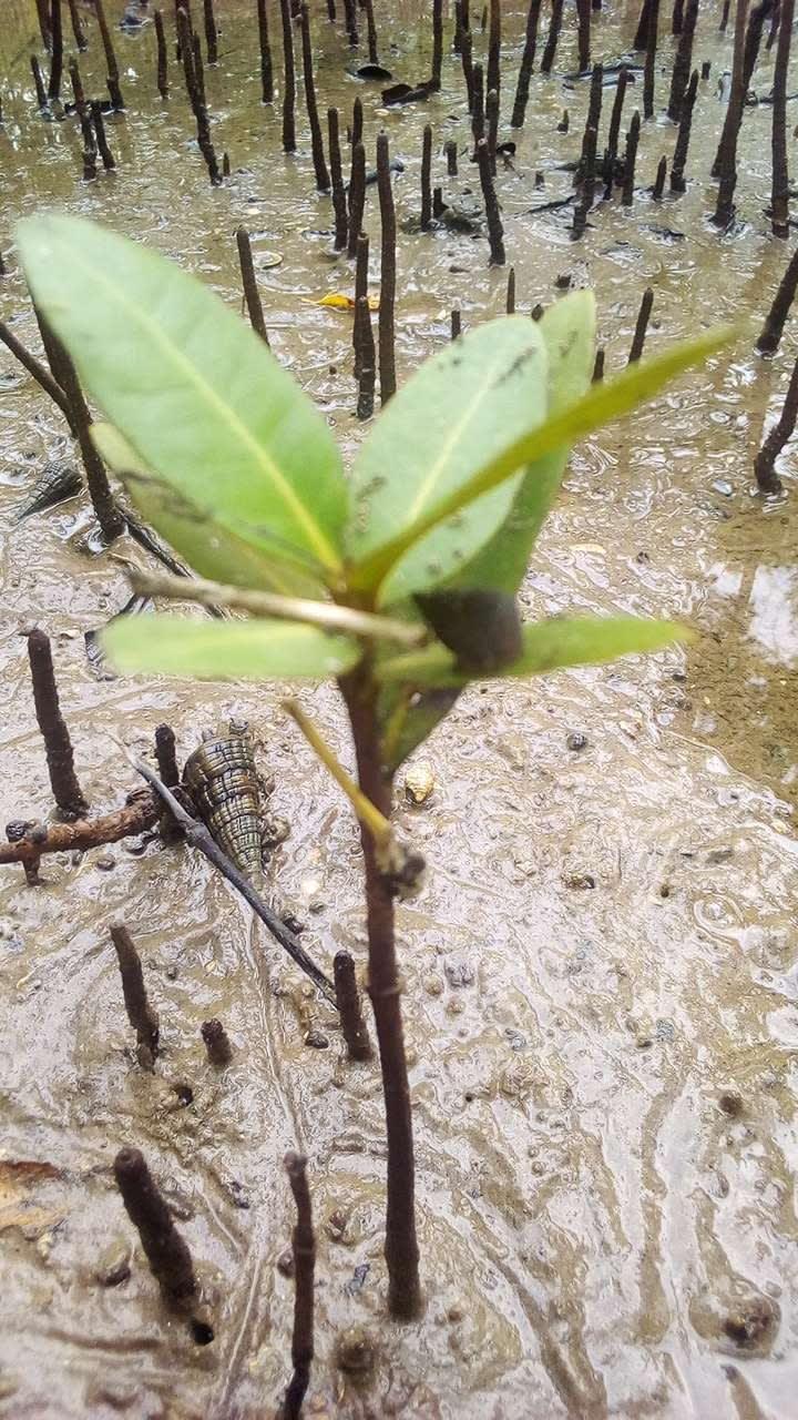 tree image