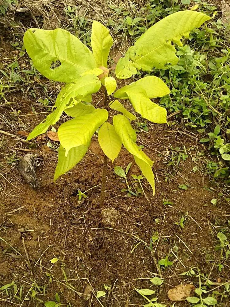 tree image