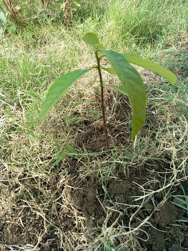 tree image