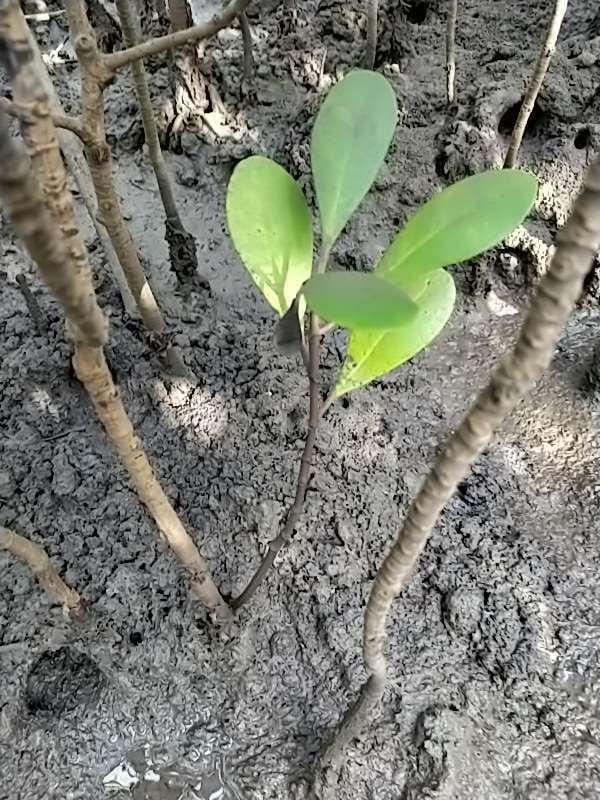 tree image