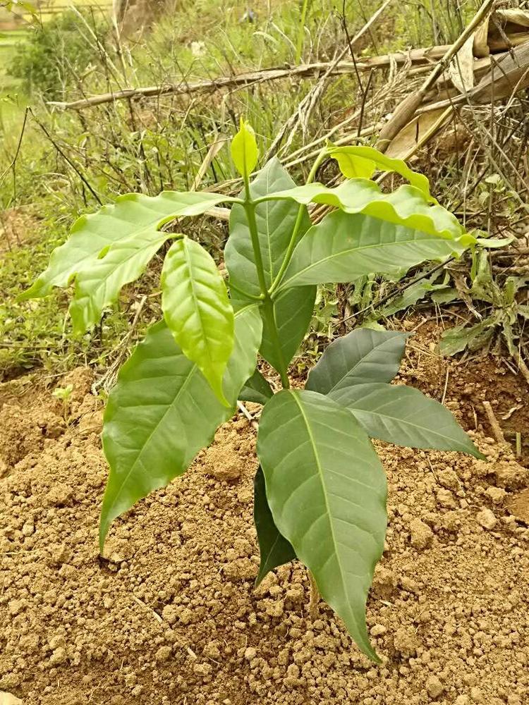 tree image
