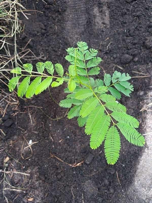 tree image