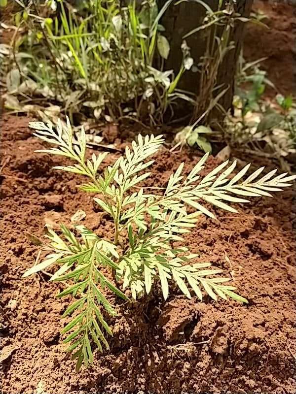 tree image