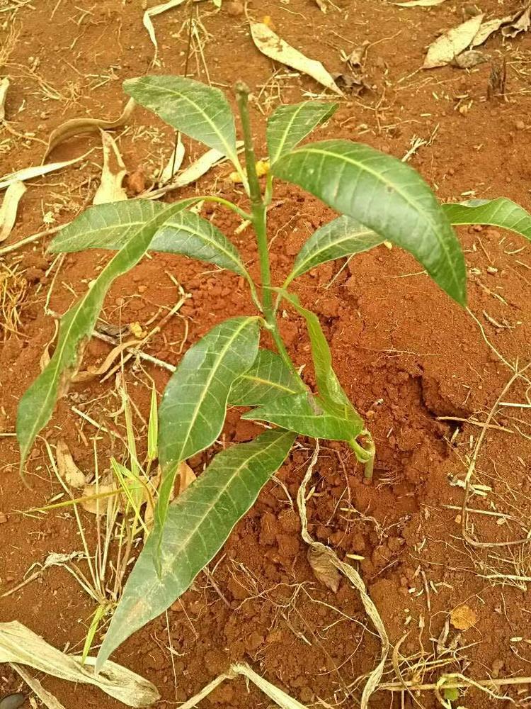 tree image