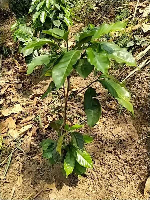 tree image
