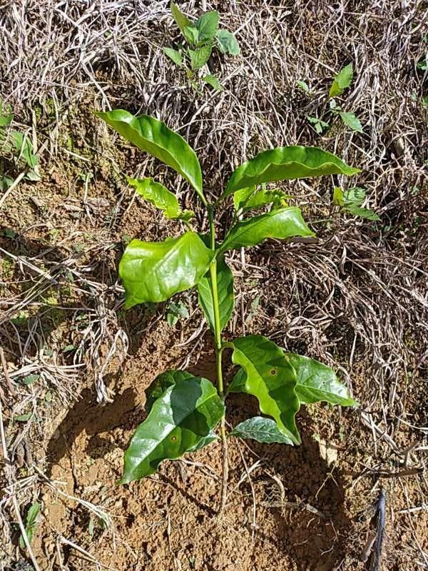 tree image
