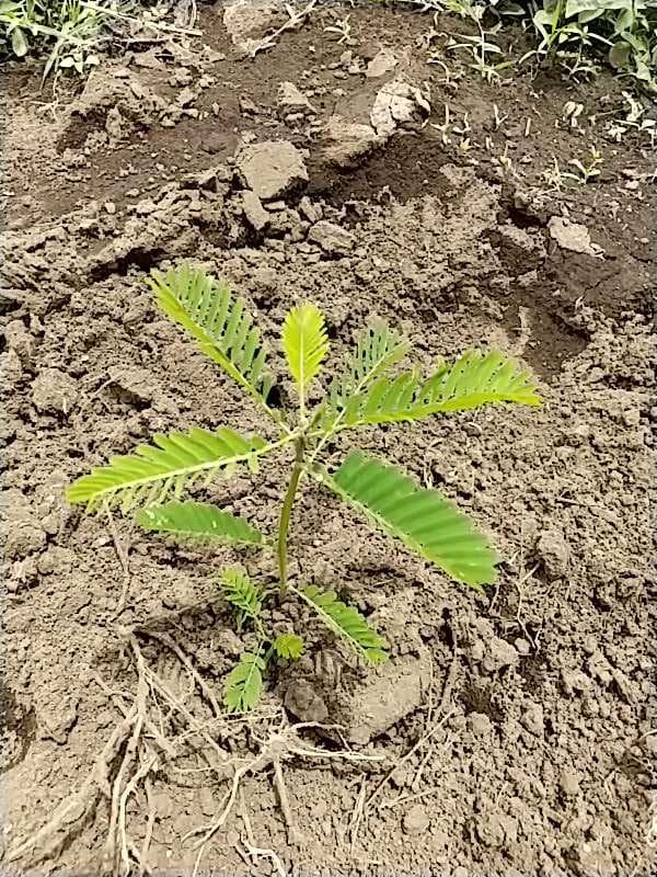 tree image