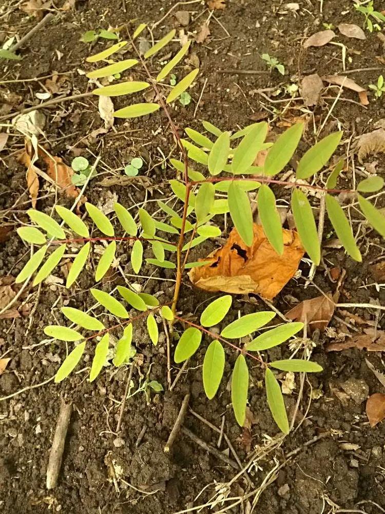 tree image