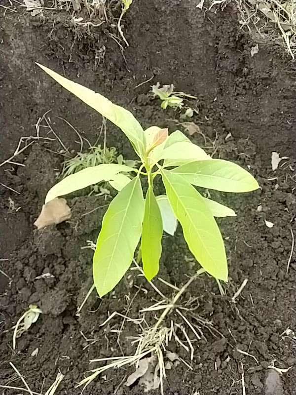 tree image