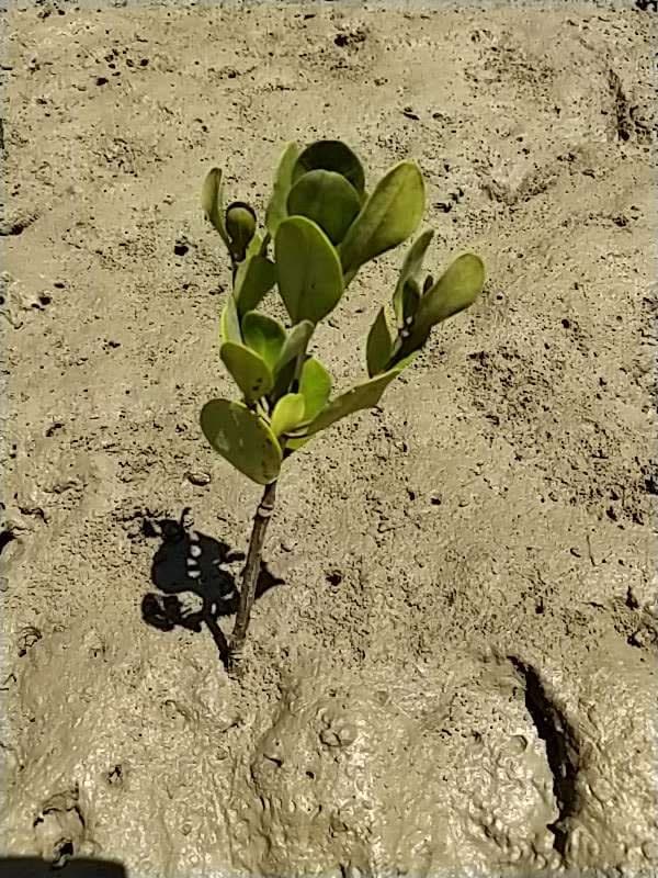 tree image