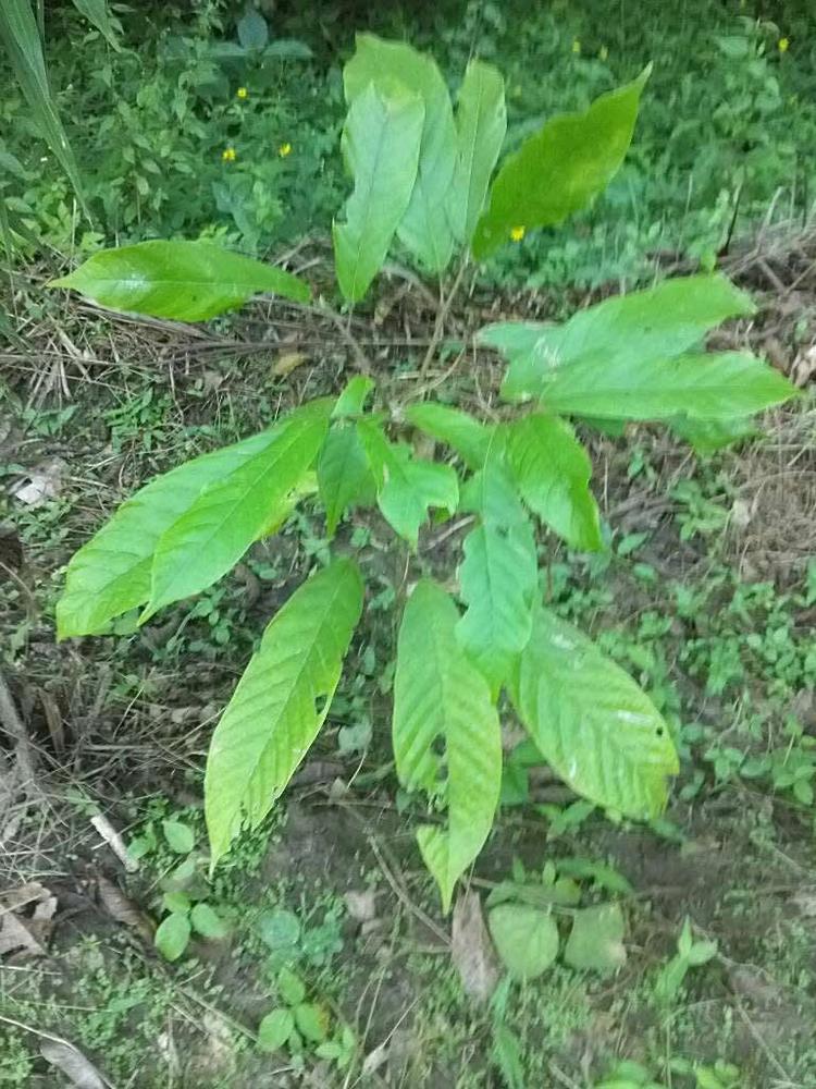 tree image