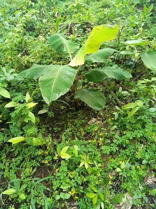 tree image