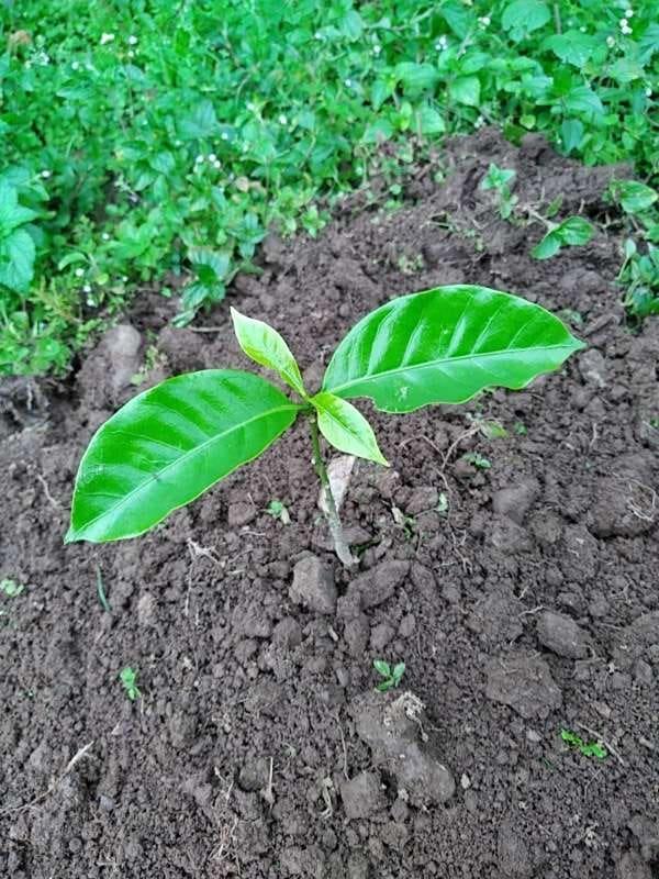 tree image