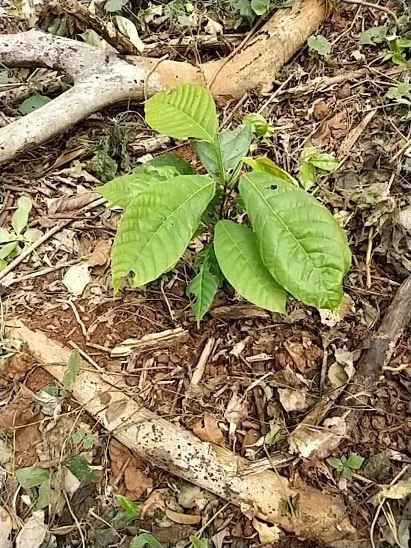 tree image