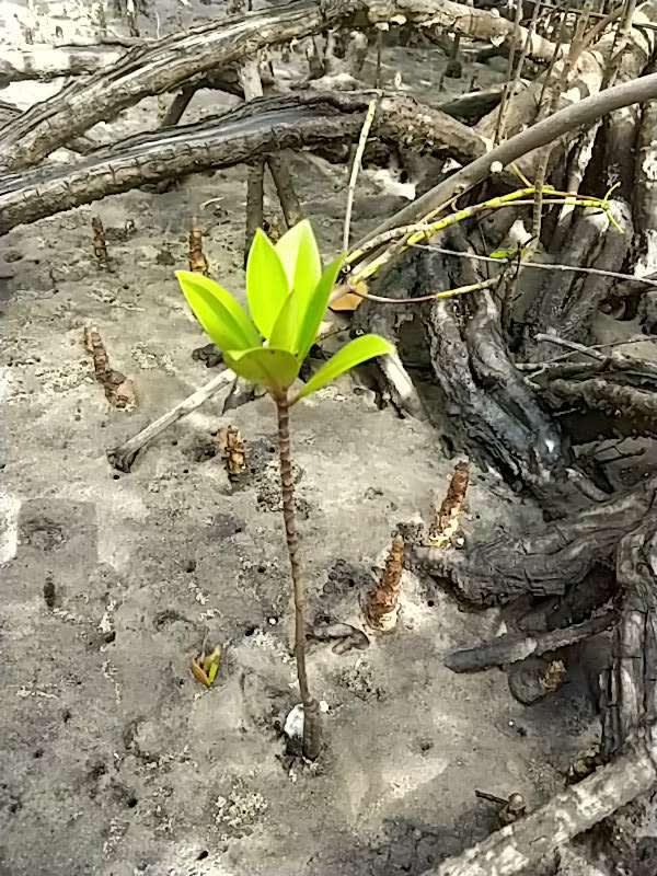 tree image