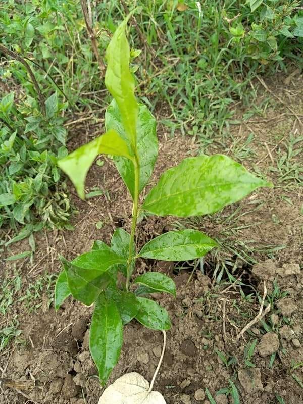 tree image