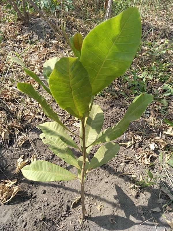 tree image