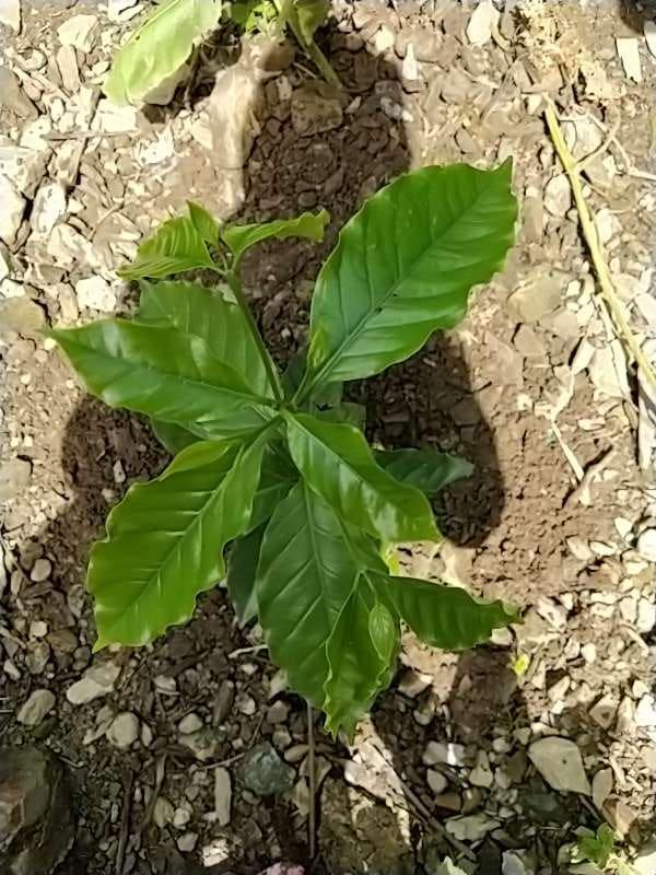 tree image