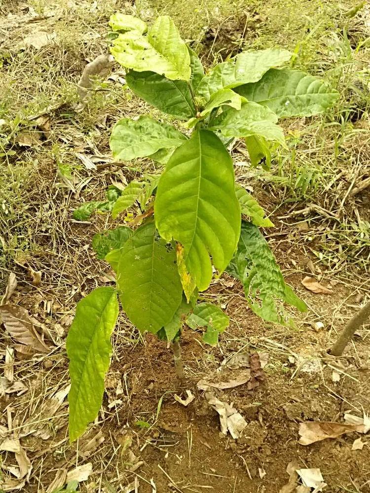 tree image