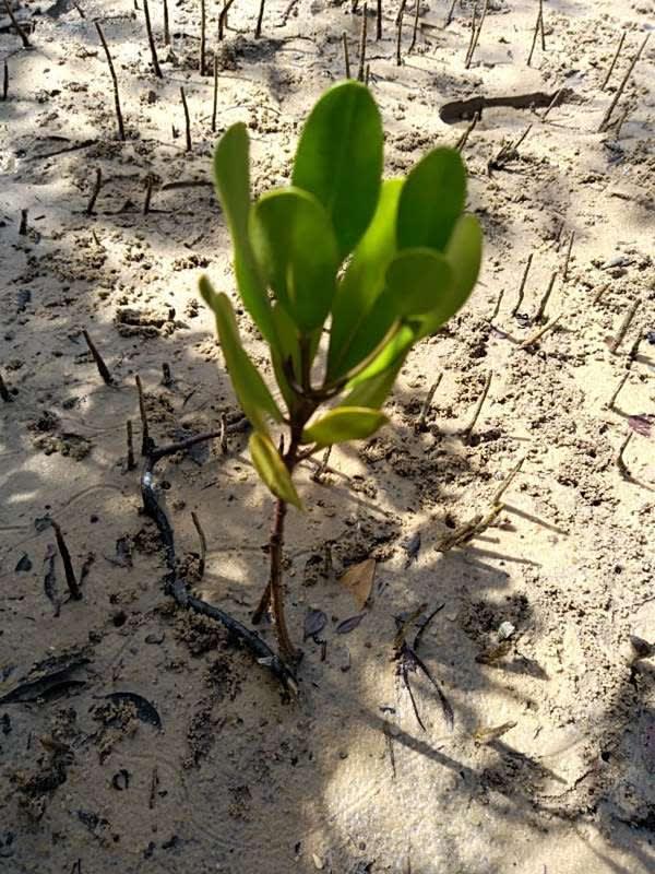tree image
