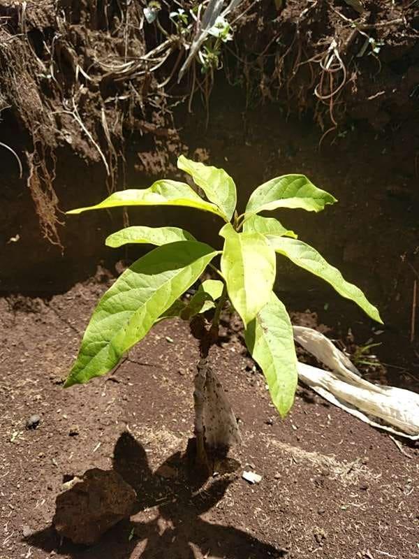 tree image