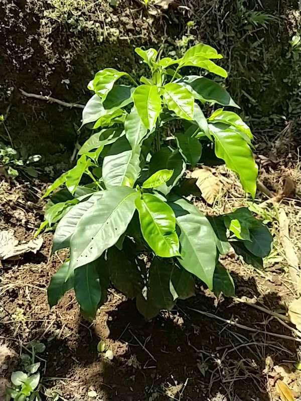 tree image