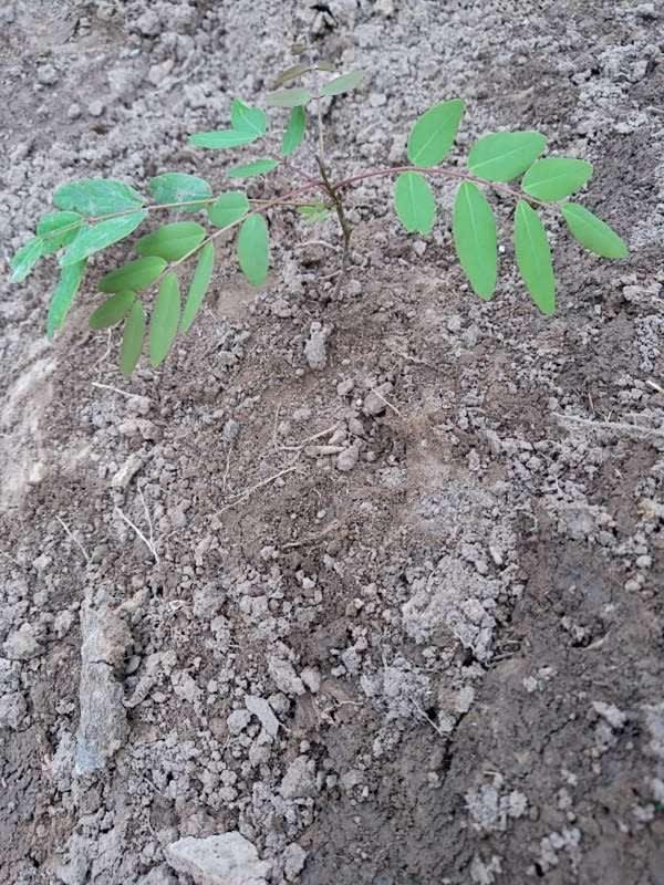 tree image