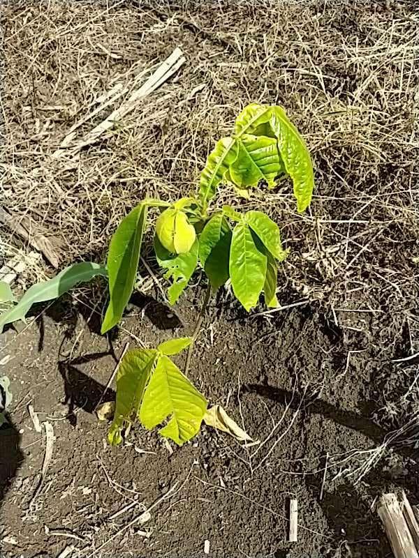 tree image