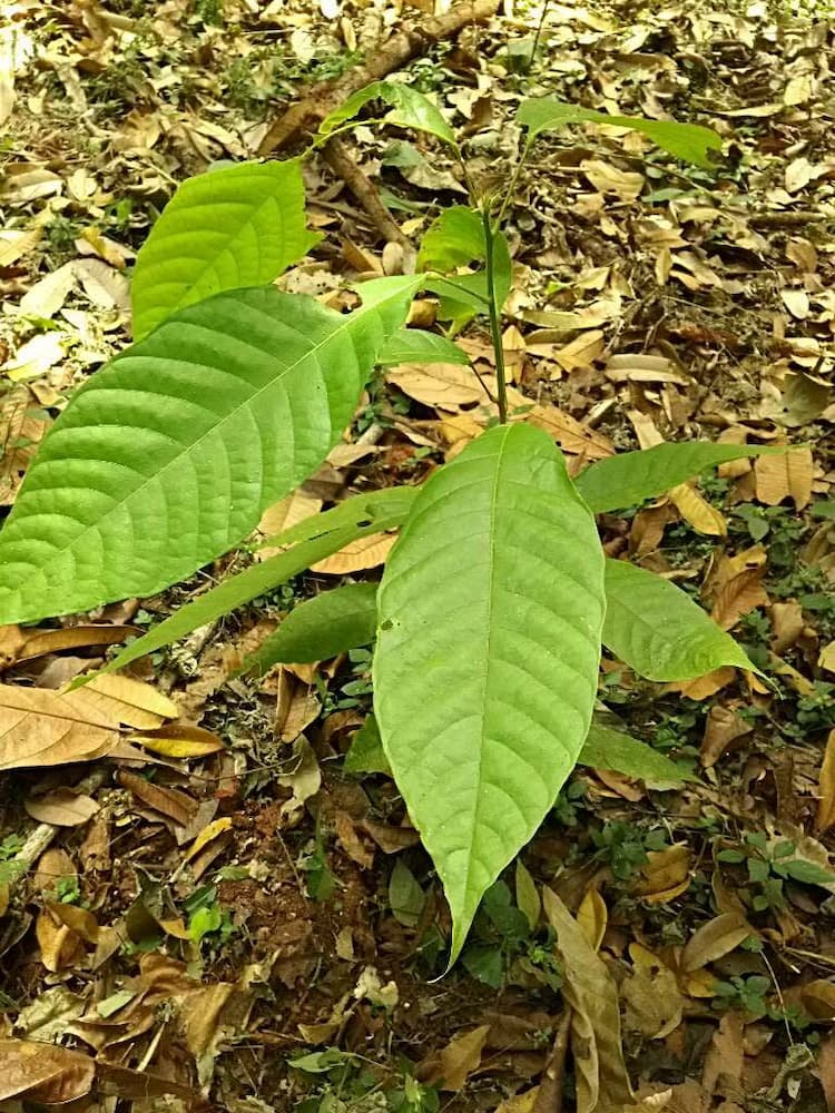 tree image