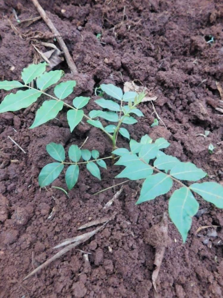 tree image