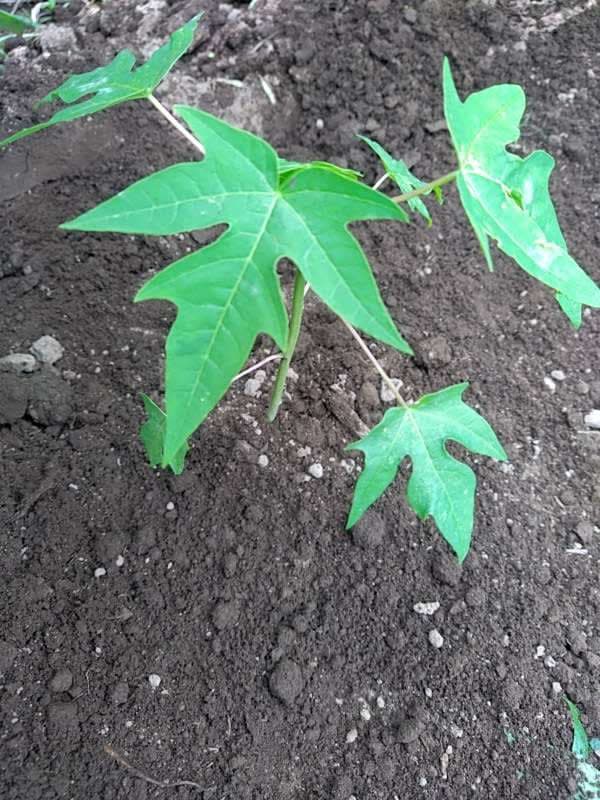 tree image