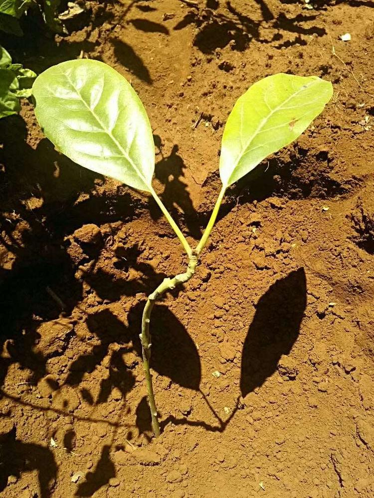 tree image
