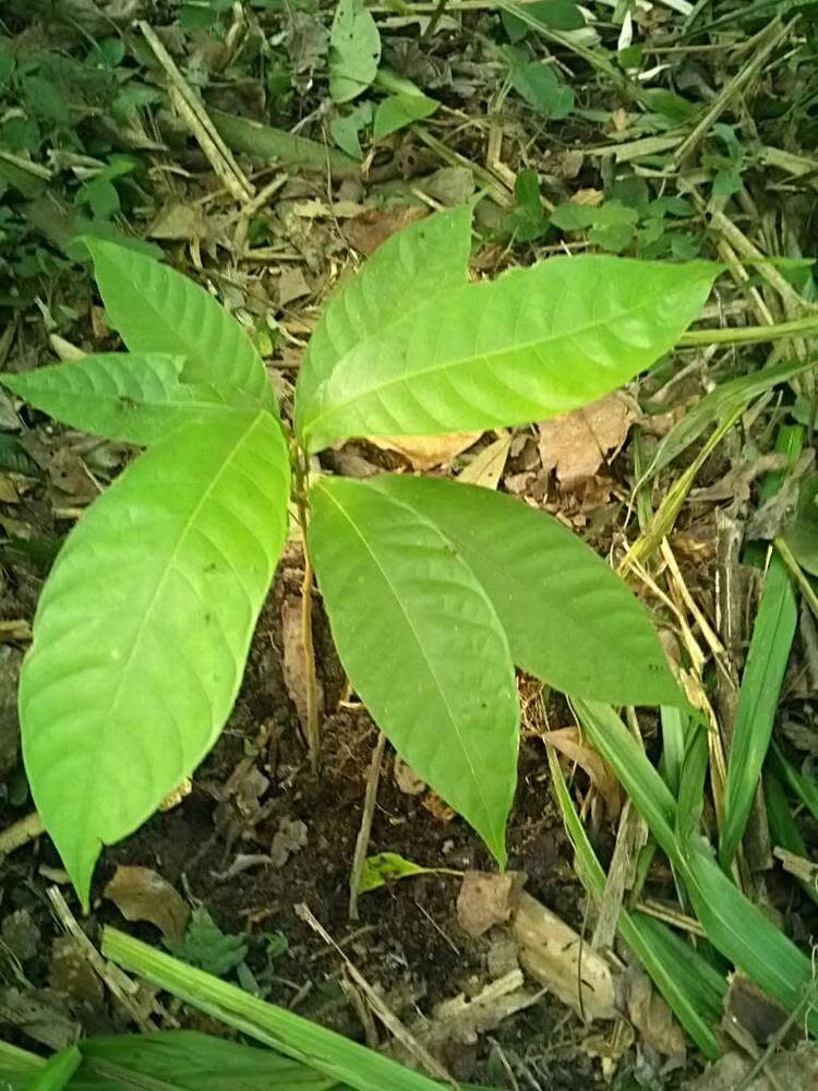 tree image