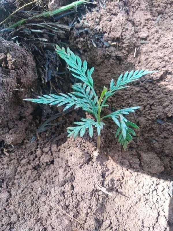 tree image