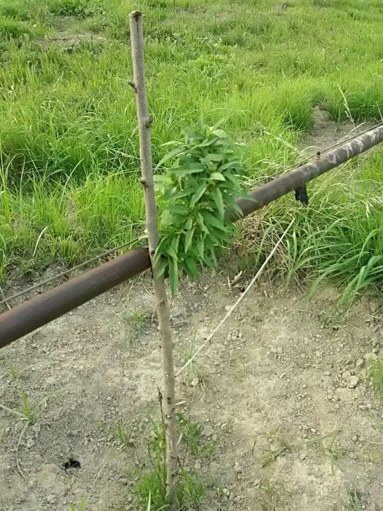 tree image