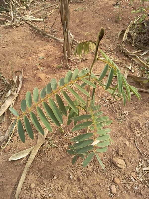 tree image