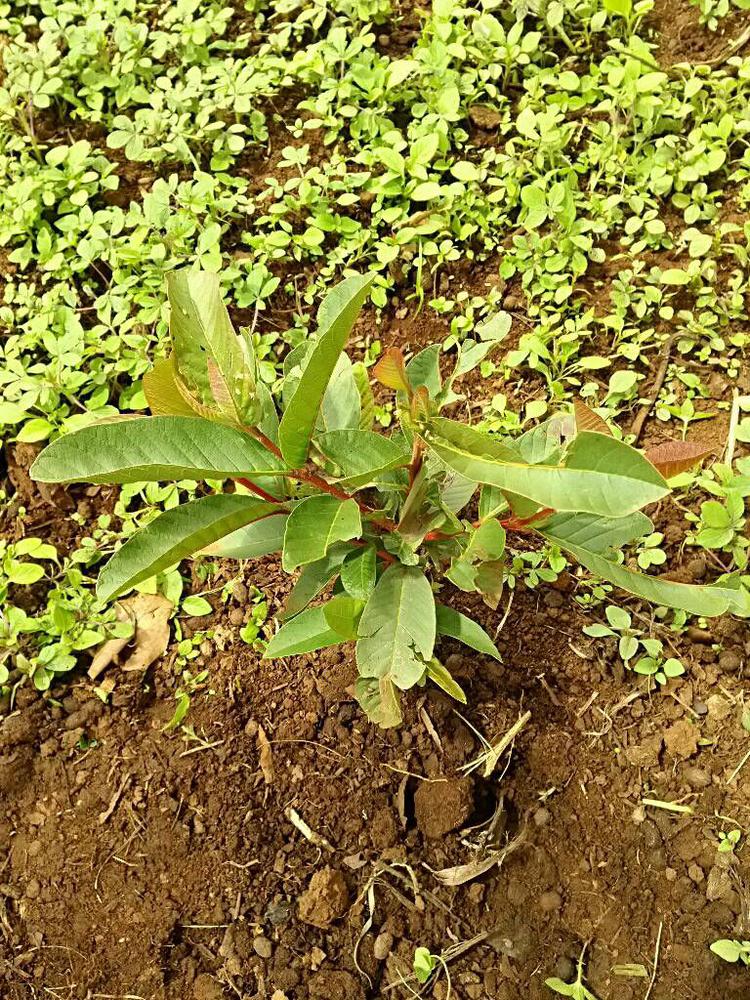 tree image