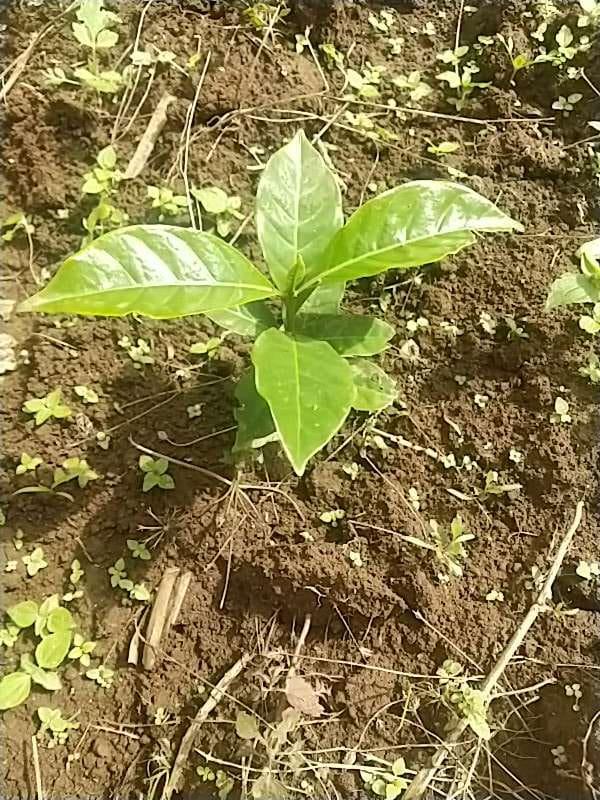 tree image