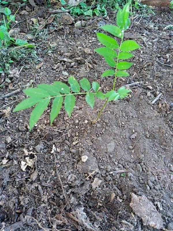 tree image