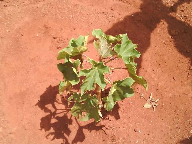 tree image