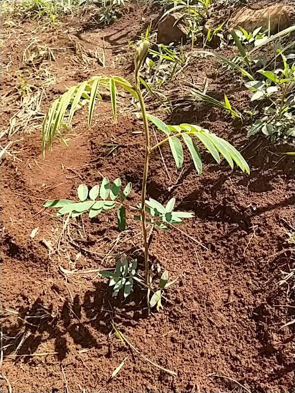 tree image