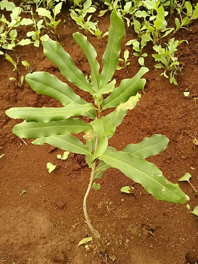 tree image