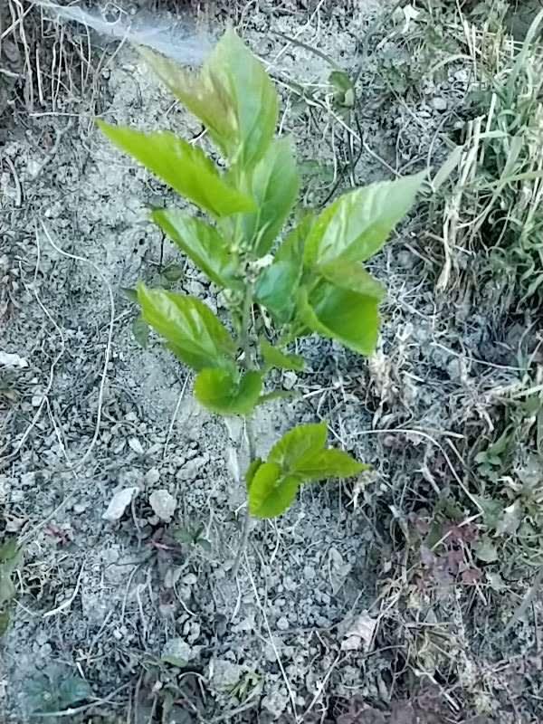 tree image