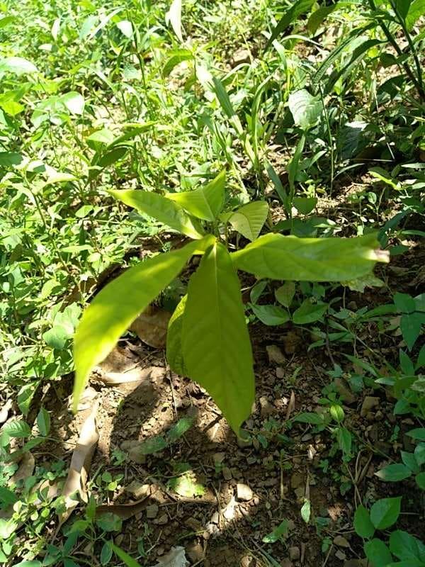 tree image