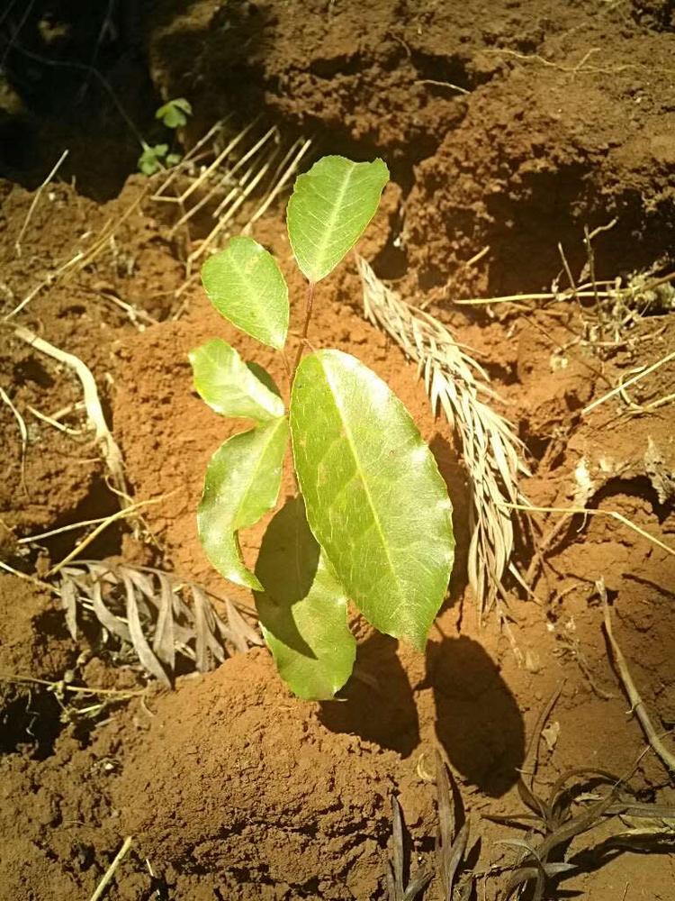 tree image