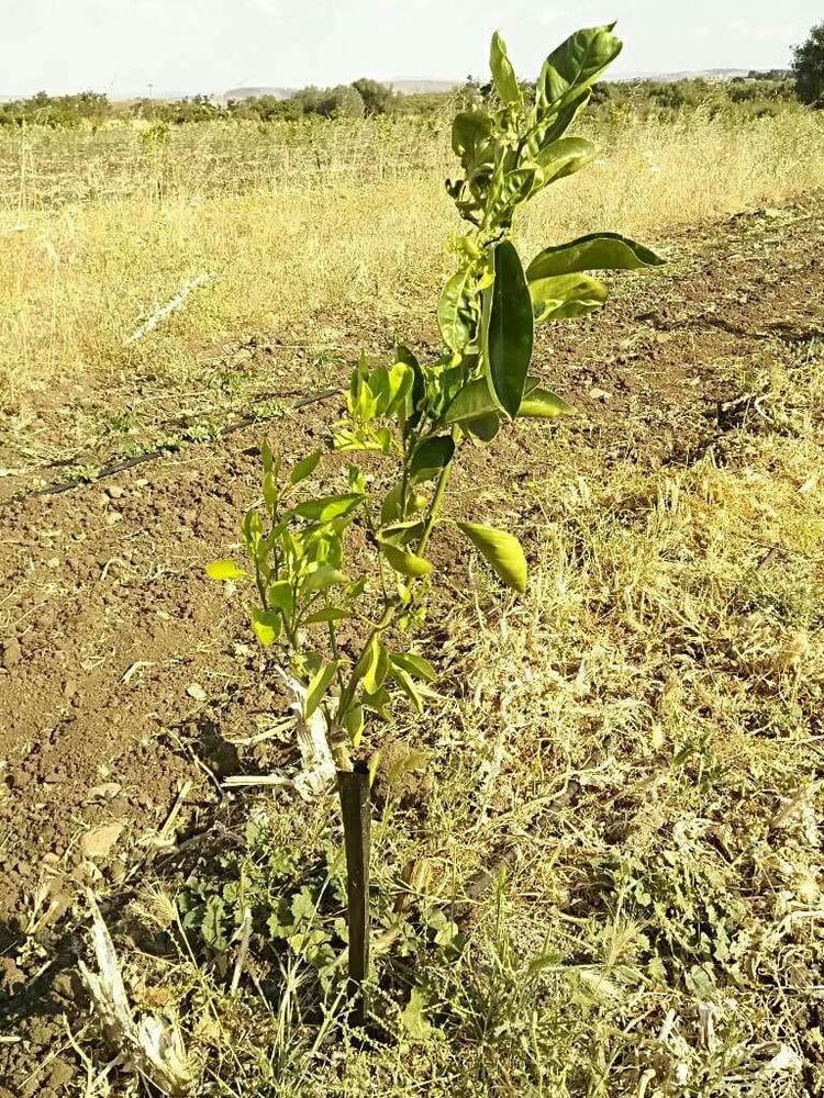 tree image